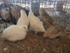 7 X KWARTEL MIX MICHELLE (Per animal to take the lot)