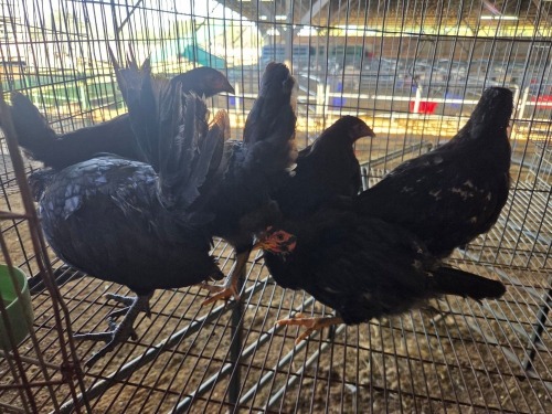 6 X FARM CHICKEN MIX MICHELLE (Per animal to take the lot)