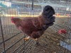 1 X FARM CHICKEN F MICHELLE