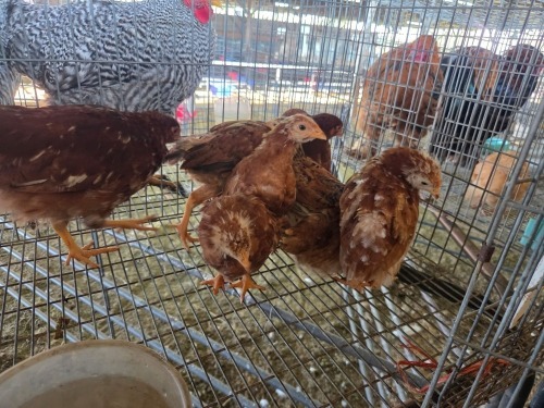 9 X FARM CHICKEN MIX MICHELLE (Per animal to take the lot)