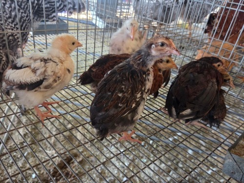 7 X FARM CHICKEN MIX MICHELLE (Per animal to take the lot)