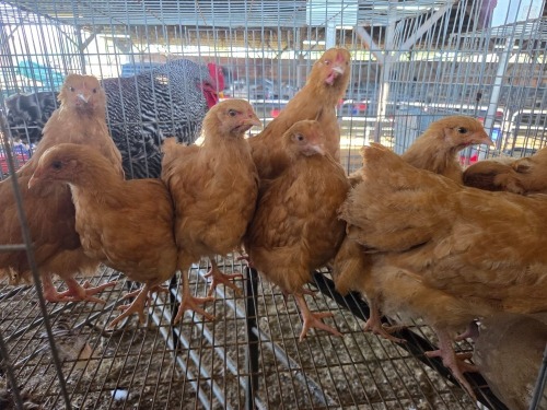 10 X BUFF ORPINGTON MIX MICHELLE (Per animal to take the lot)