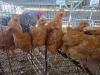 10 X BUFF ORPINGTON MIX MICHELLE (Per animal to take the lot)
