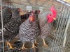 4 X KOEKOEK M+F LIVESTOCK 88 84 (Per animal to take the lot)