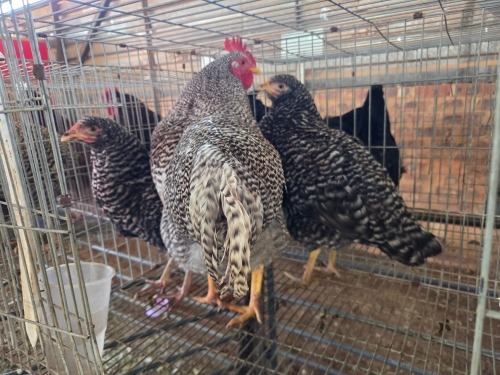 4 X KOEKOEK M+F LIVESTOCK 88 84 (Per animal to take the lot)