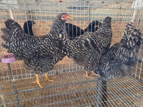 3 X KOEKOEK F LIVESTOCK 88 84 (Per animal to take the lot)