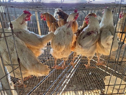 5 X HY-LINE F LIVESTOCK 88 84 (Per animal to take the lot)