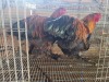 2 X BRAHMA M TODAH PTY LTD (Per animal to take the lot)