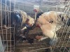 2 X BRAHMA M TODAH PTY LTD (Per animal to take the lot)