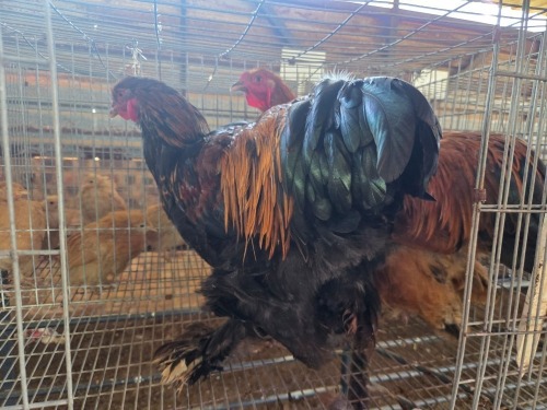2 X BRAHMA M TODAH PTY LTD (Per animal to take the lot)