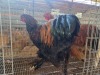 2 X BRAHMA M TODAH PTY LTD (Per animal to take the lot)