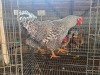 2 X KOEKOEK M TODAH PTY LTD (Per animal to take the lot)