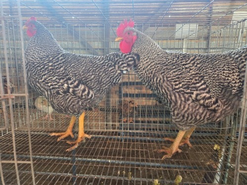 2 X KOEKOEK M TODAH PTY LTD (Per animal to take the lot)