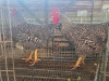 2 X KOEKOEK M TODAH PTY LTD (Per animal to take the lot)