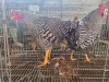 2 X KOEKOEK M TODAH PTY LTD (Per animal to take the lot)