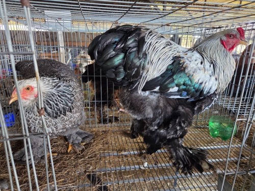 2 X PARTRIDGE BRAHMA M+F ADEO CLOETE (Per animal to take the lot)