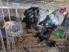 2 X PARTRIDGE BRAHMA M+F ADEO CLOETE (Per animal to take the lot)