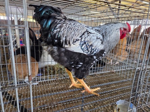 1 X SILVER LACED ORPINGTONS M ADEO CLOETE