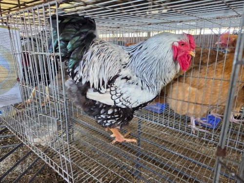1 X SILVER LACED ORPINGTONS M ADEO CLOETE