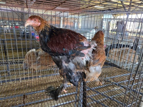 2 X PARTRIDGE BRAHMA M+F ADEO CLOETE (Per animal to take the lot)