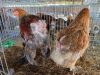 2 X BRAHMA M+F ADEO CLOETE (Per animal to take the lot)