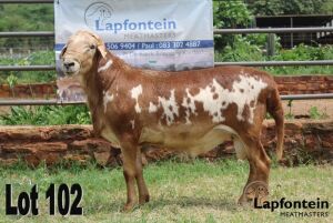 LOT 102 1X MEATMASTER RAM LAPFONTEIN MEATMASTERS