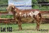 LOT 102 1X MEATMASTER RAM LAPFONTEIN MEATMASTERS - 2