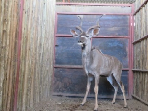 1x Koedoe/Kudu M:1