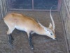 1x Lechwe 27 1/2" M:1