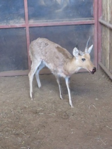 1x Rietbok/Reedbuck M:1