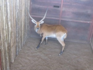 1x Lechwe 26 1/2" M:1