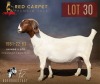 1 X BOER GOAT FLOCK ON COLOUR 52-54 PREGNANT DOE F2 Boerbokstoet