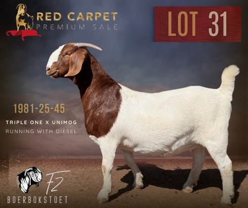1 X BOER GOAT STUD 52-24 PREGNANT DOE F2 Boerbokstoet