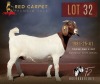 1 X BOER GOAT FLOCK ON COLOUR 52-60 PREGNANT DOE F2 Boerbokstoet