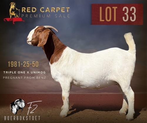 1 X BOER GOAT FLOCK ON TEAT 52-58 PREGNANT DOE F2 Boerbokstoet