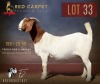 1 X BOER GOAT FLOCK ON TEAT 52-58 PREGNANT DOE F2 Boerbokstoet