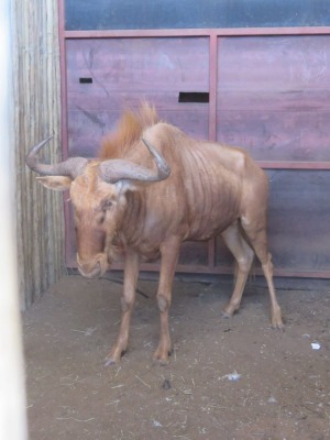 1x Goue Blouwildebees/Golden Wildebeest 28" M:1