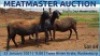 LOT 54 3X MEATMASTER OOI/EWE DAY TO DAY MEATMASTERS - 2