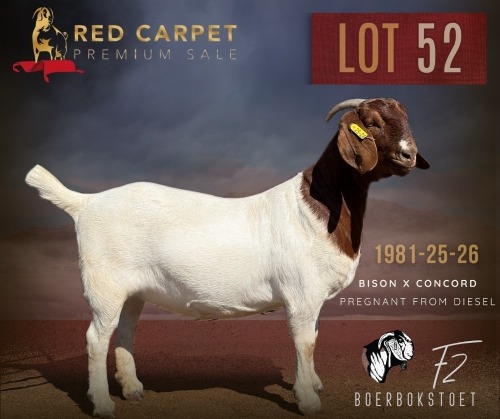 1 X BOER GOAT FLOCK ON TEAT 52-57 PREGNANT DOE F2 Boerbokstoet