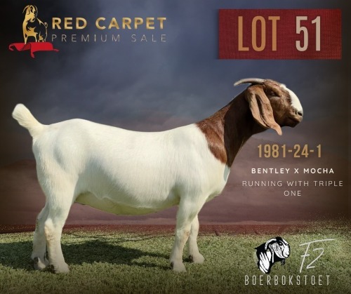 1 X BOER GOAT STUD 48-1471 PREGNANT DOE F2 Boerbokstoet