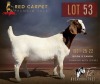 1 X BOER GOAT FLOCK 52-59 PREGNANT DOE F2 Boerbokstoet