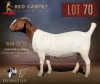 1 X BOER GOAT FLOCK 52-55 PREGNANT DOE F2 Boerbokstoet