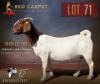 1 X BOER GOAT STUD 52-15 PREGNANT DOE F2 Boerbokstoet