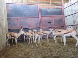 5x Springbok - Rooi Tag/Springbuck 9"- Red Tag V/F:5 (Per Stuk om lot te neem/Per piece to buy lot)