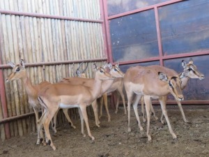 6x Rooibok/Impala M:1 V/F:5 (Per Stuk om lot te neem/Per piece to buy lot)