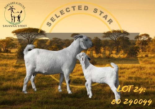 WITHDRAWN - 1 X SAVANNA DOE BARNARD & SEUNS SAVANNA STOET