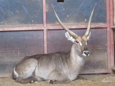 1x Waterbok/Waterbuck 30 1/2" (TT 30") M:1