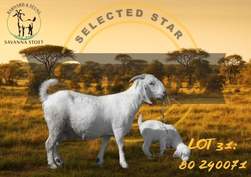 1 + 1 X SAVANNA STUD DOE BARNARD & SEUNS SAVANNA STOET
