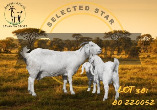 1 + 2 X SAVANNA FLOCK DOE BARNARD & SEUNS SAVANNA STOET