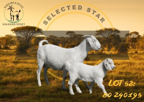 1 + 1 X SAVANNA FLOCK DOE BARNARD & SEUNS SAVANNA STOET
